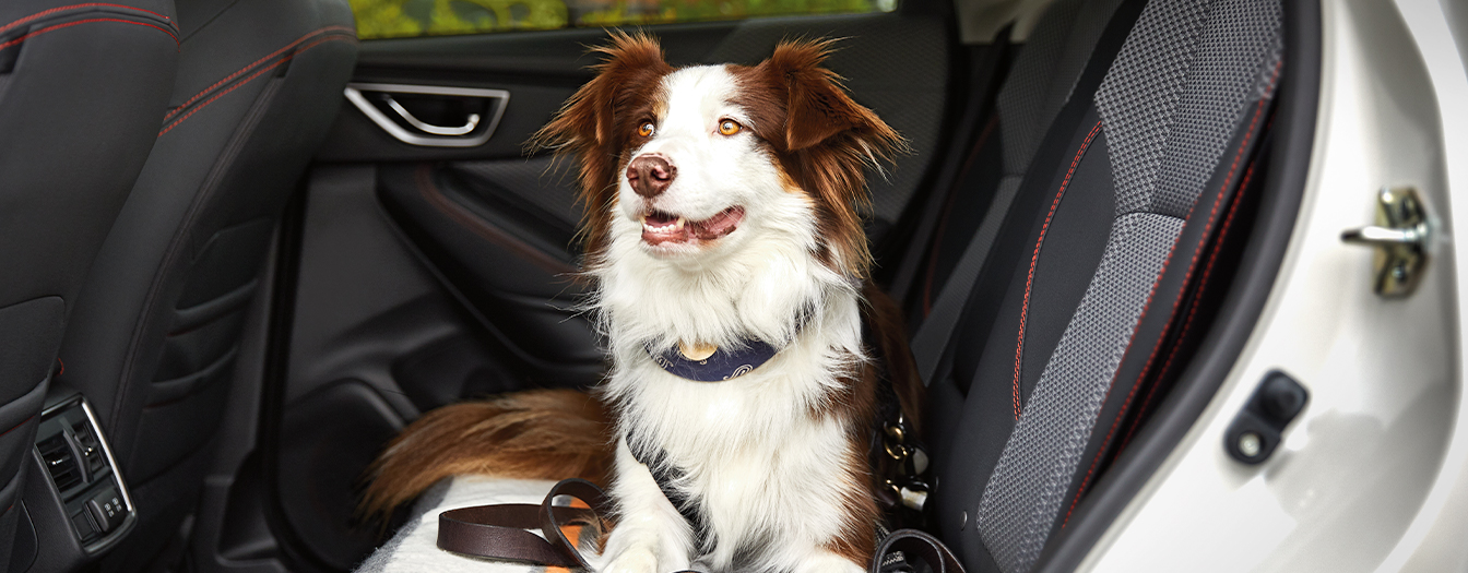 Subaru Pet Carrier And Mobile Pet Bed