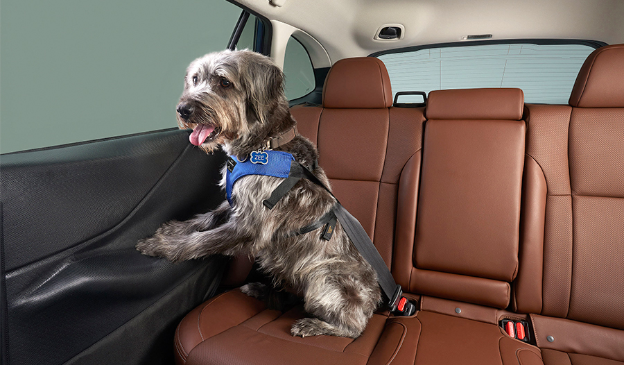 Dog Friendly Vehicle
