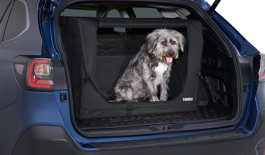 Dog Friendly Vehicle
