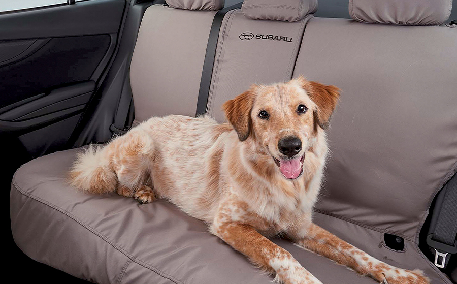 Dog Friendly Vehicle