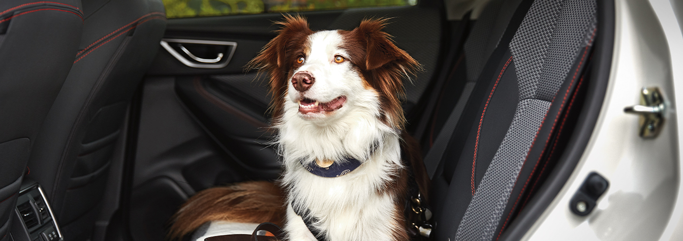 Dog Friendly Vehicle