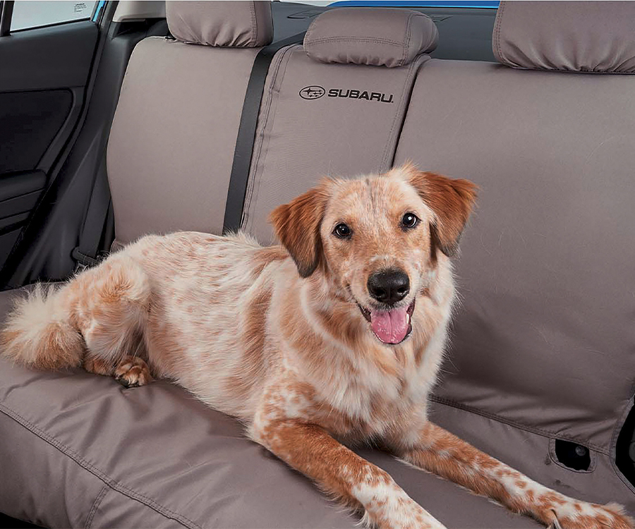 Dog Friendly Vehicle