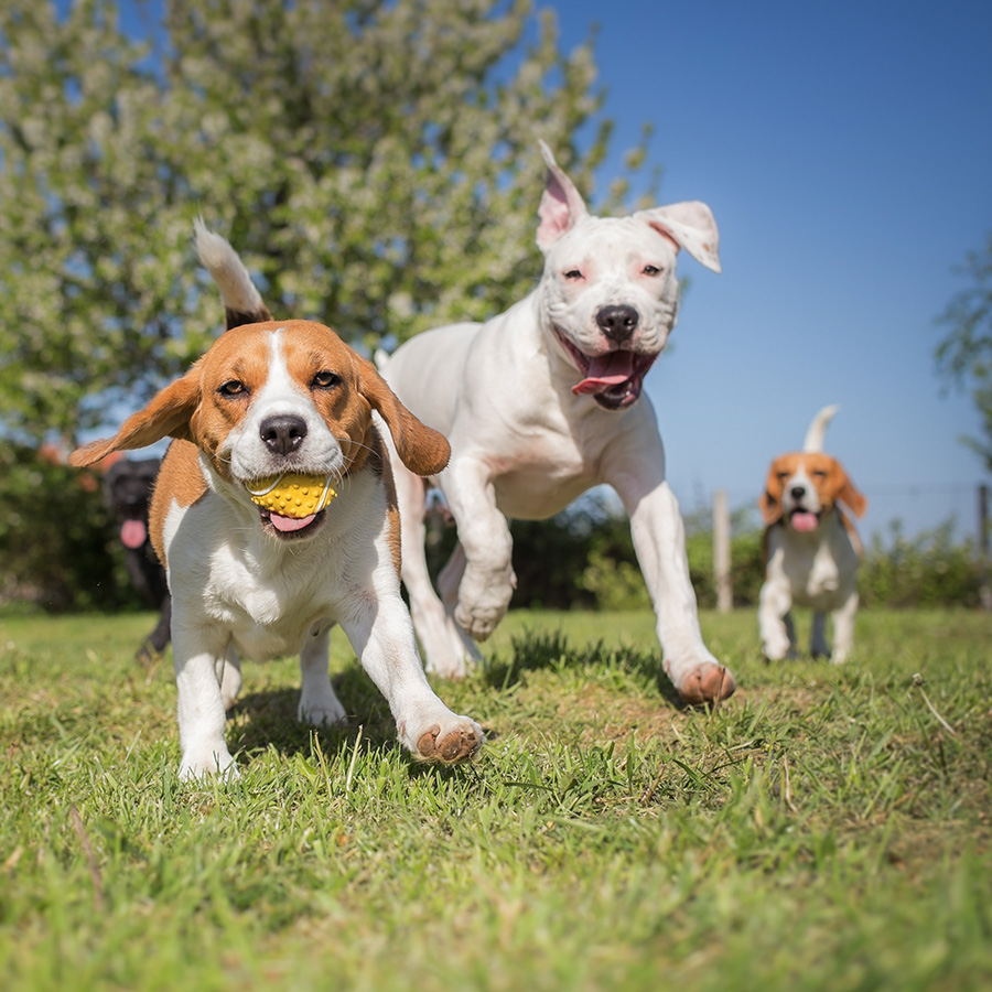 Dog Parks