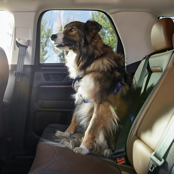 Dog sitting in Ford vehicle