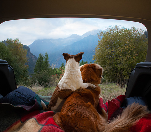Two dogs together in the back of a car